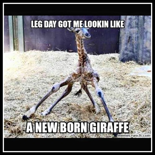 Leg Day Giraffee - www.betterwithcake.com